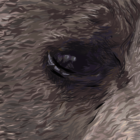 Close up image of right eye