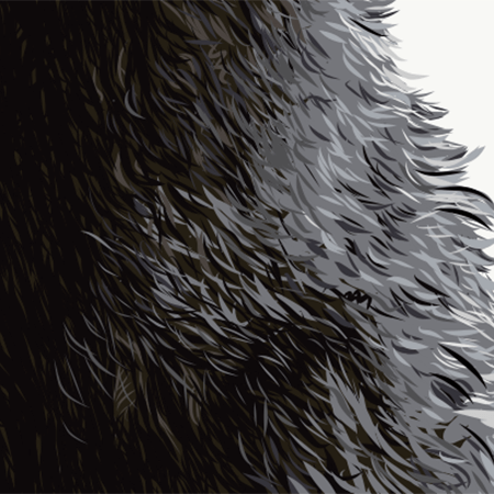Close up image of fur