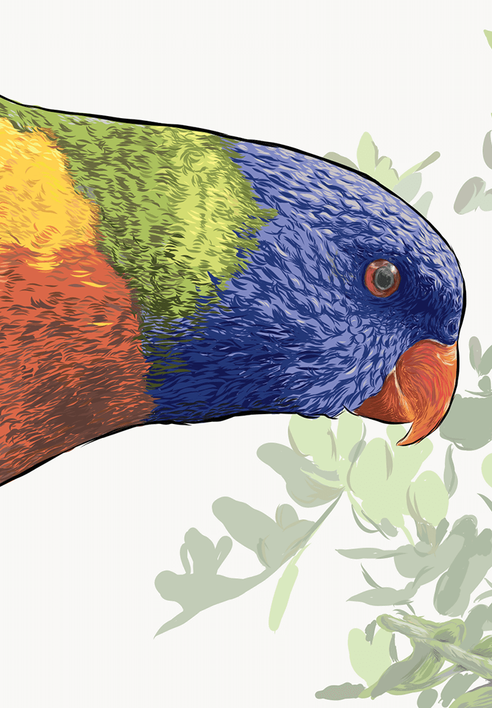 Peeking Lorikeet - teaser image