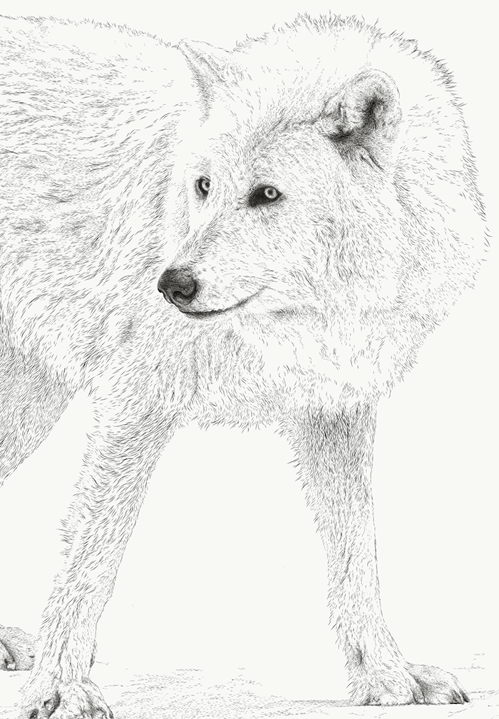 Nova, Yamnuska Wolfdog - teaser image